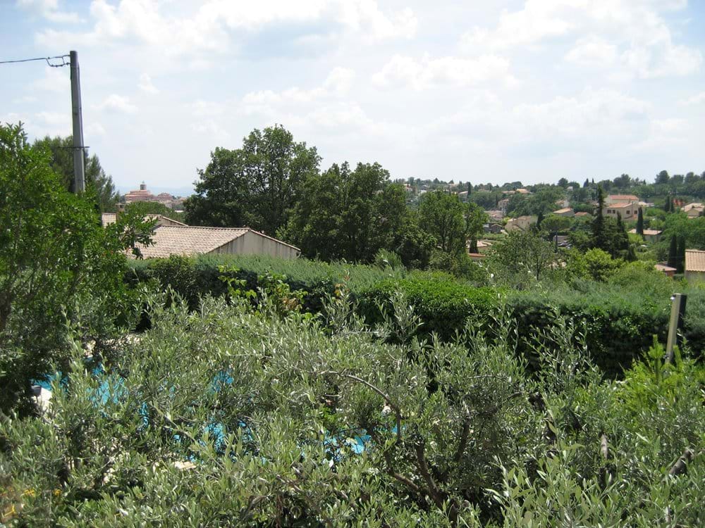 Looking through the olive trees from the terrace